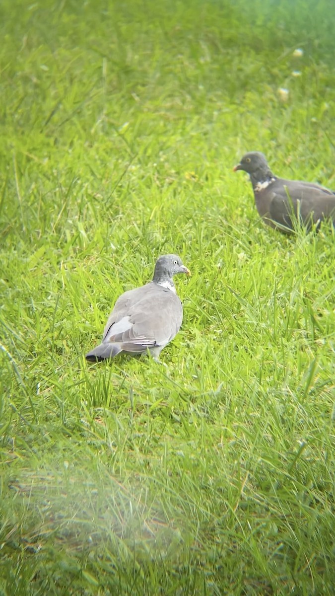 Common Wood-Pigeon - ML643234060