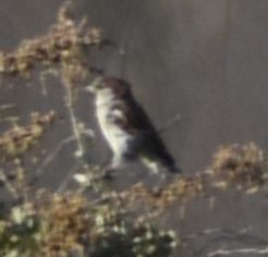 House Sparrow - ML643234071
