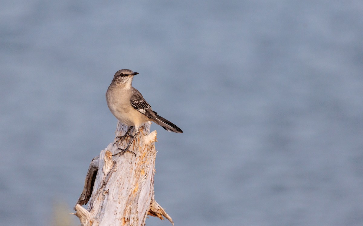Northern Mockingbird - ML643234077