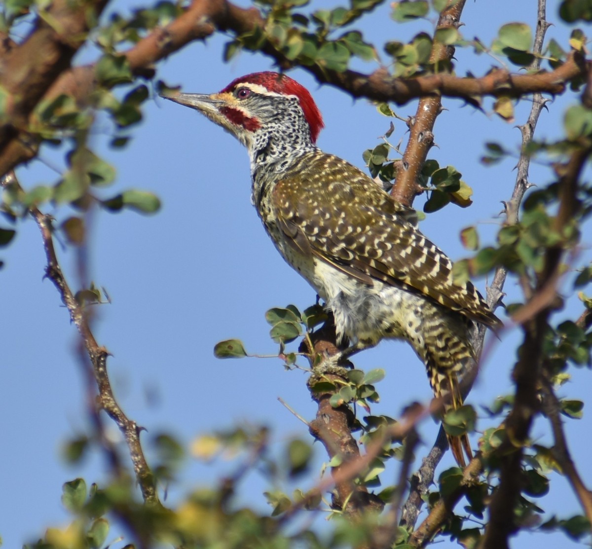 Nubian Woodpecker - ML643234079
