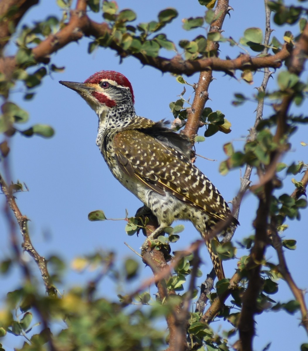 Nubian Woodpecker - ML643234080