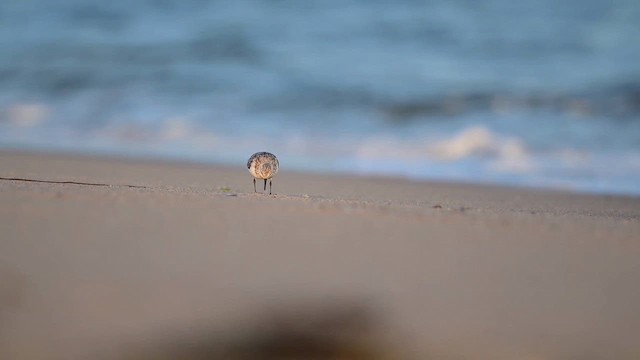 Sanderling - ML643234088