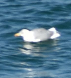Yellow-legged Gull - ML643234089