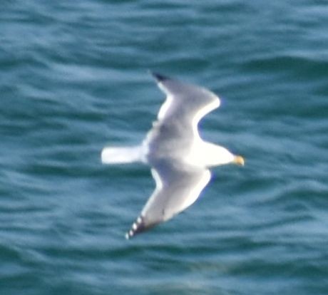 Yellow-legged Gull - ML643234090