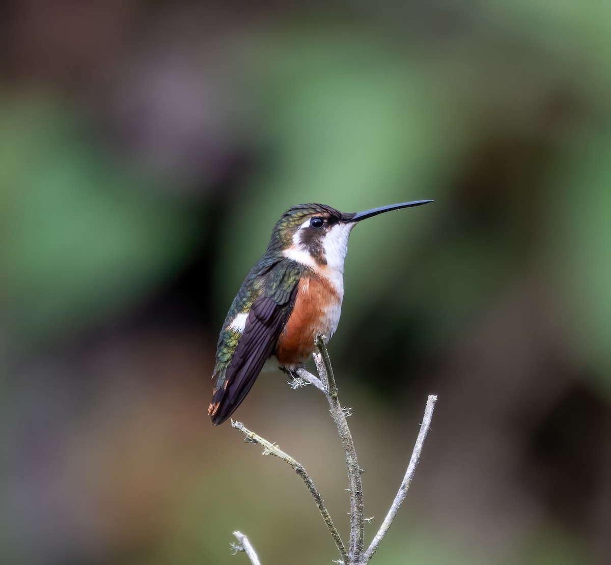 Colibri de Mulsant - ML643234091