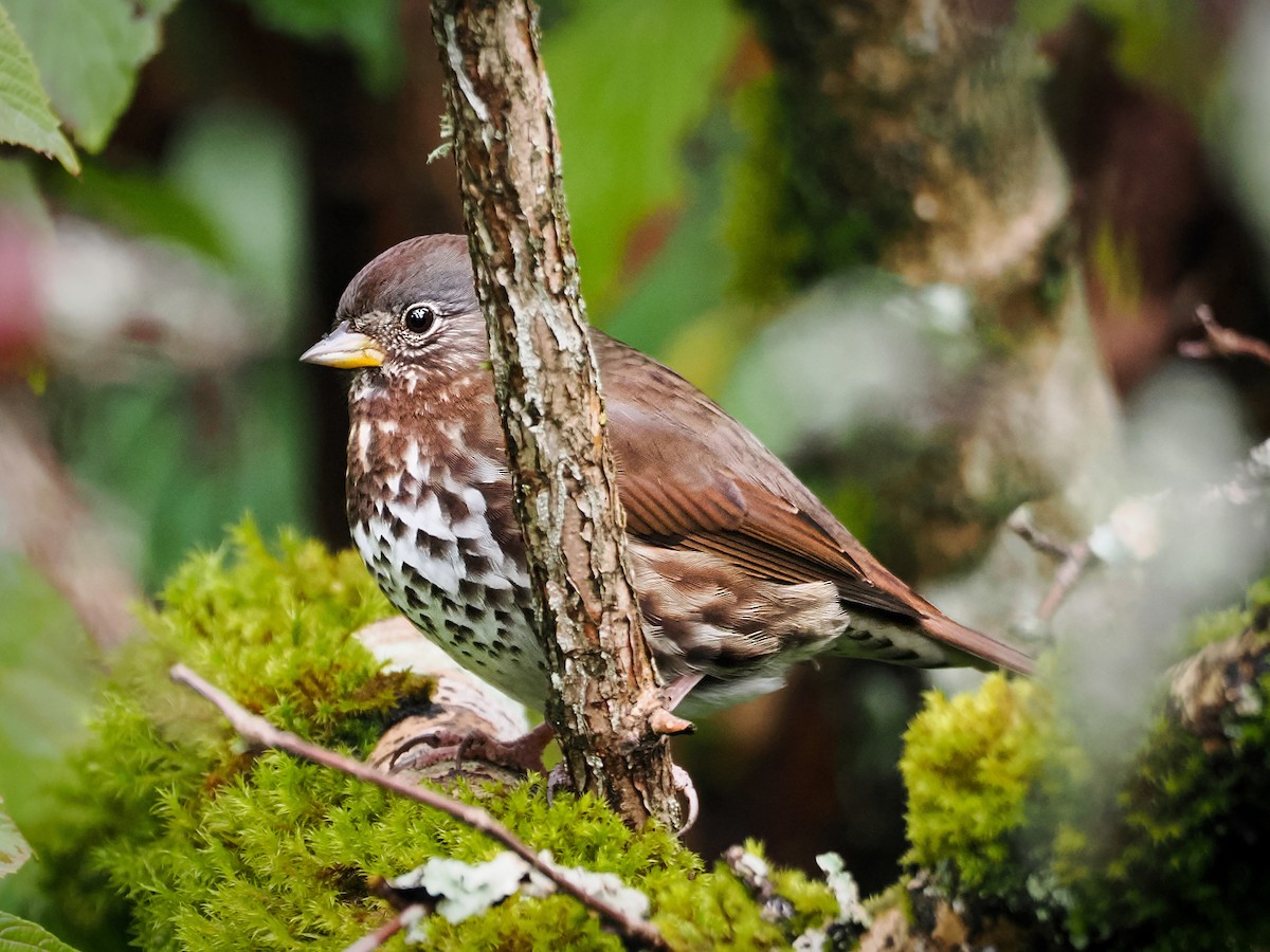 Fox Sparrow - ML643234111