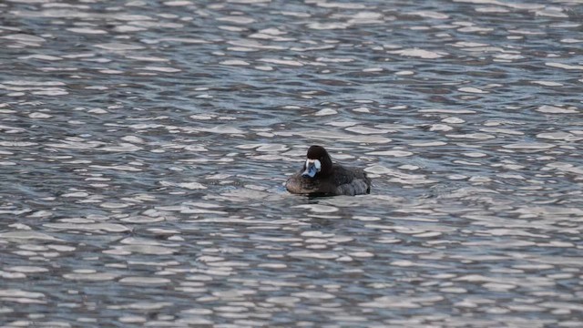 Greater Scaup - ML643234118