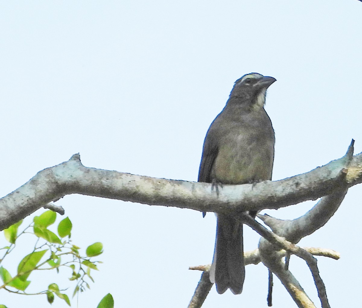 Cinnamon-bellied Saltator - ML643234126