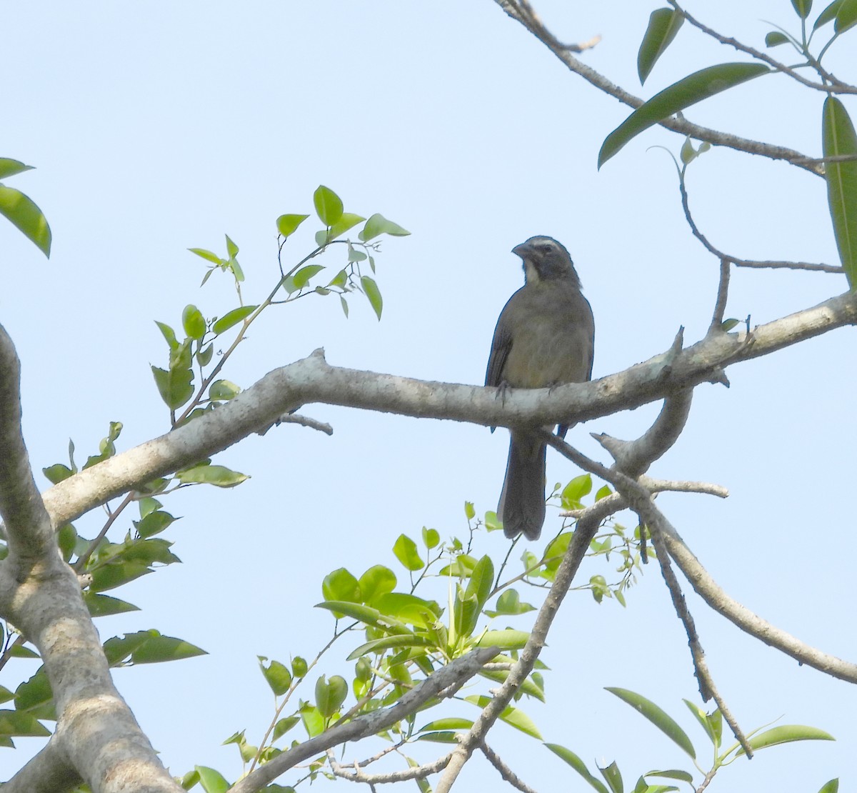 Cinnamon-bellied Saltator - ML643234127