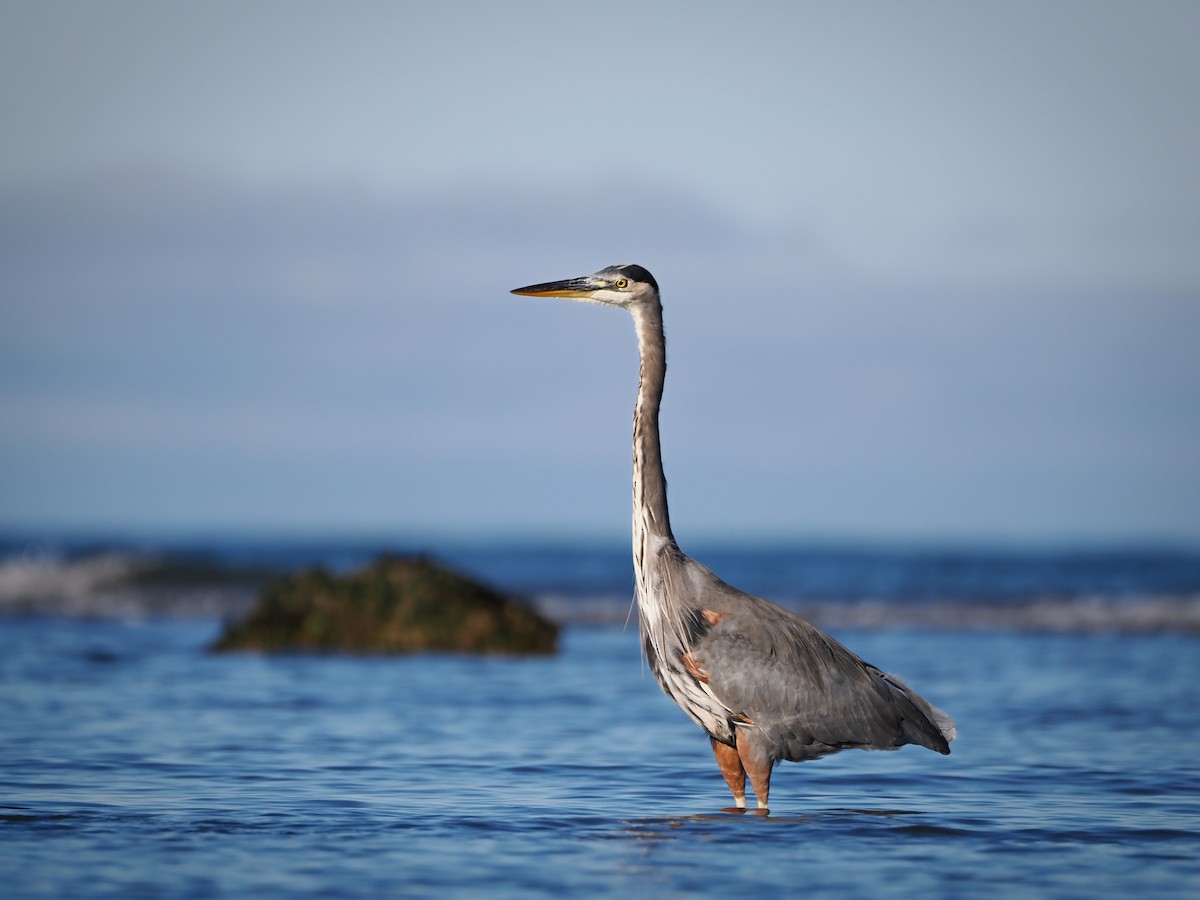 Great Blue Heron - ML643234149