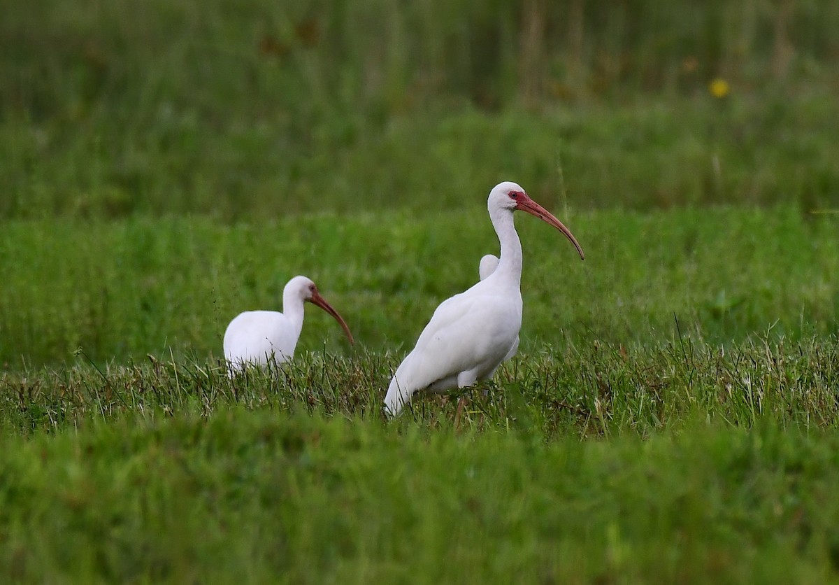 White Ibis - ML643234150