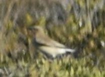 Northern Wheatear - ML643234155
