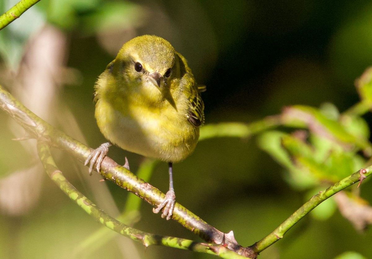 Tennessee Warbler - ML643234167