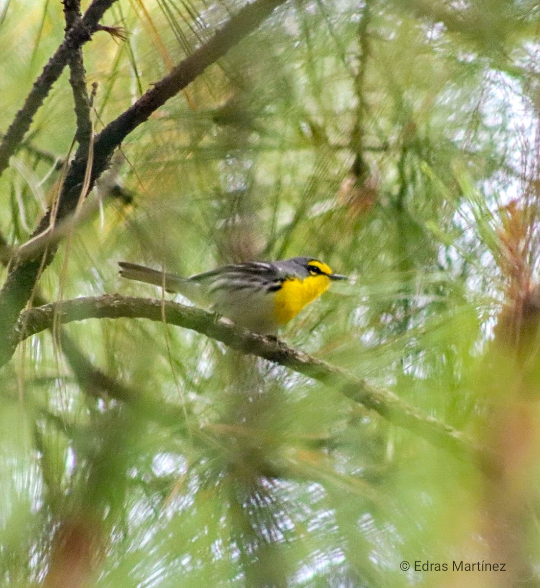Grace's Warbler - ML643234190