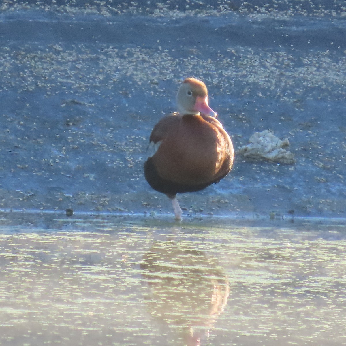 アカハシリュウキュウガモ - ML643234200