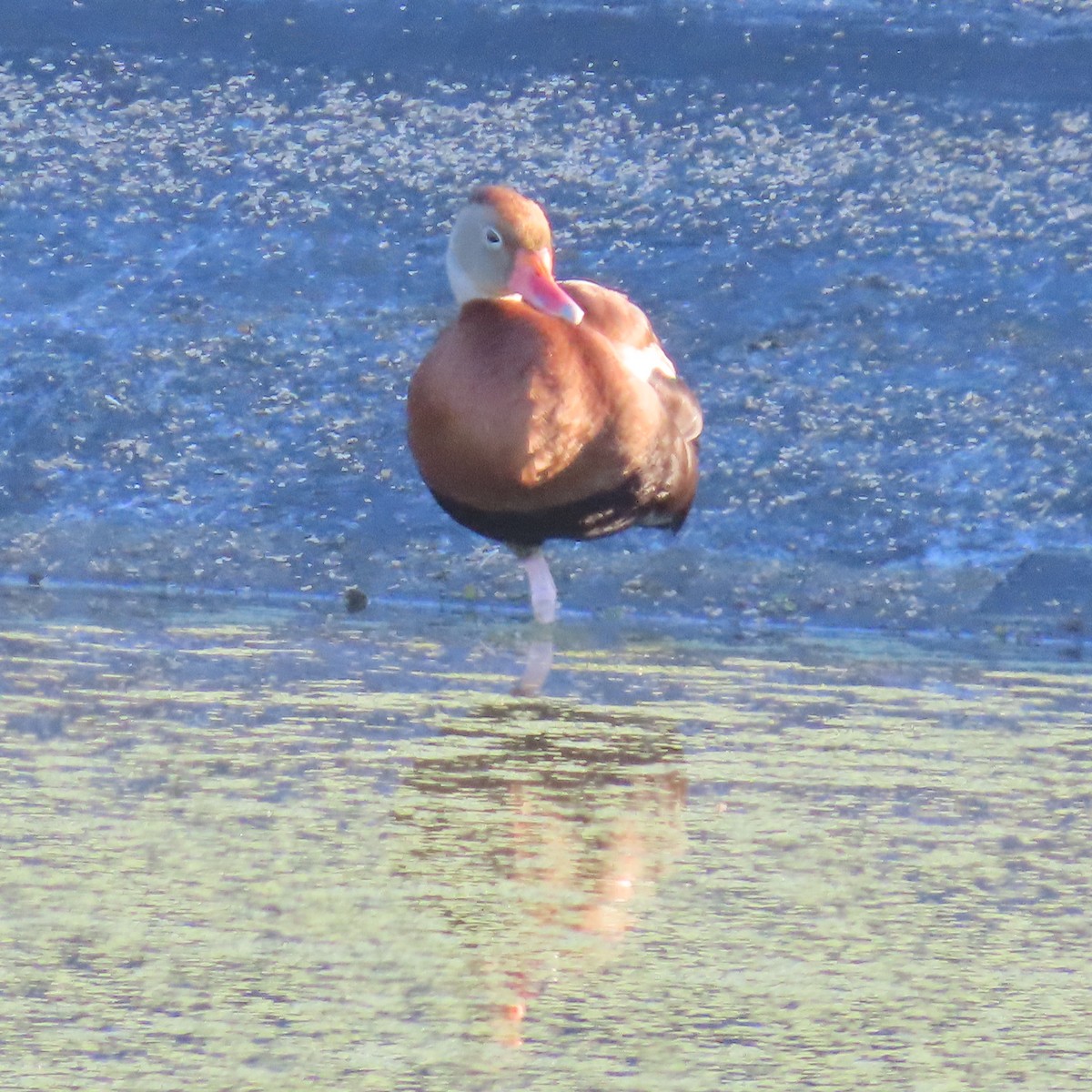 アカハシリュウキュウガモ - ML643234201