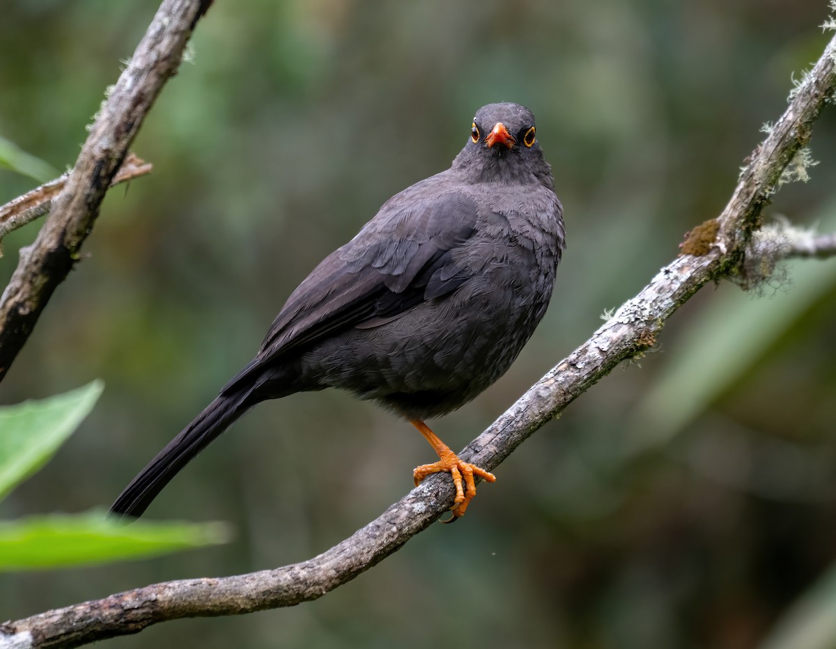 Great Thrush - ML643234203