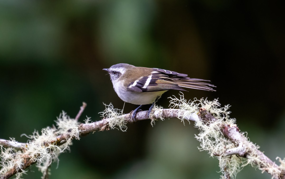 White-banded Tyrannulet - ML643234208
