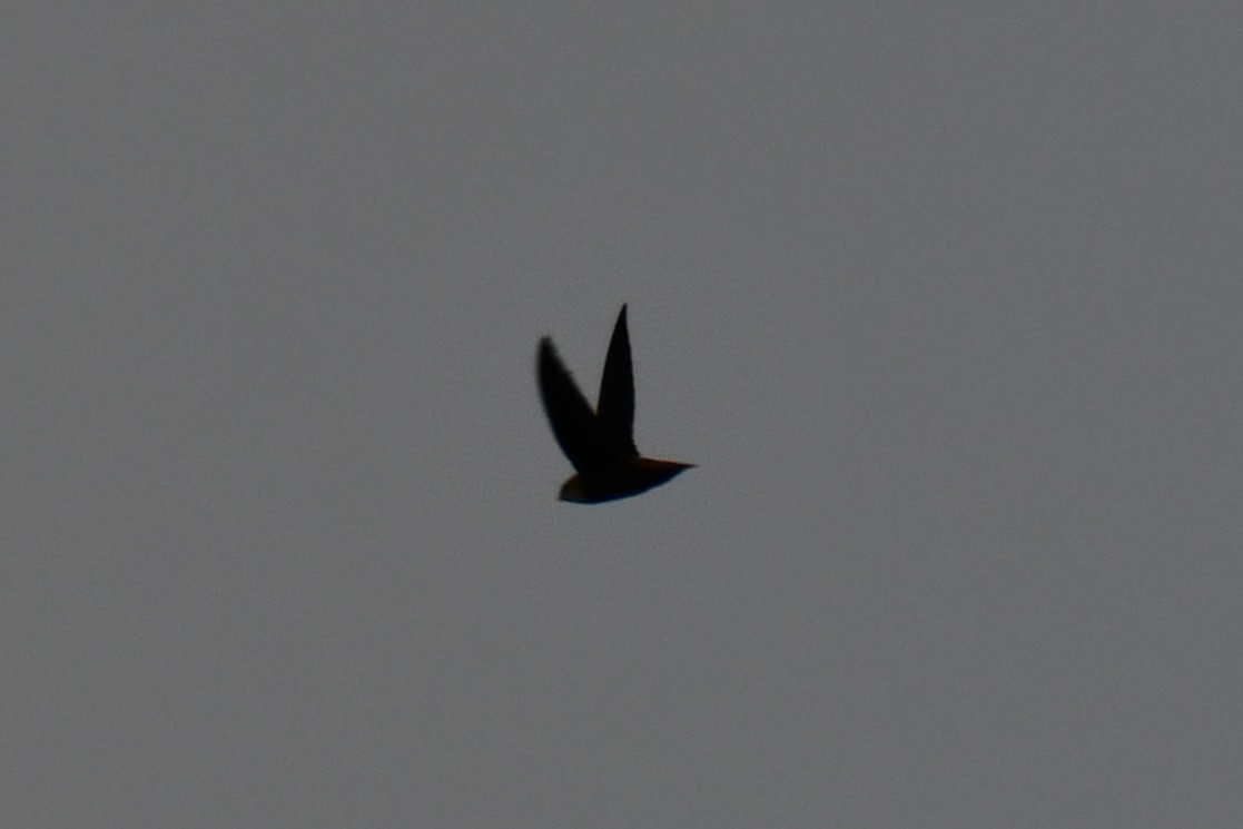 Chimney Swift - ML643234209