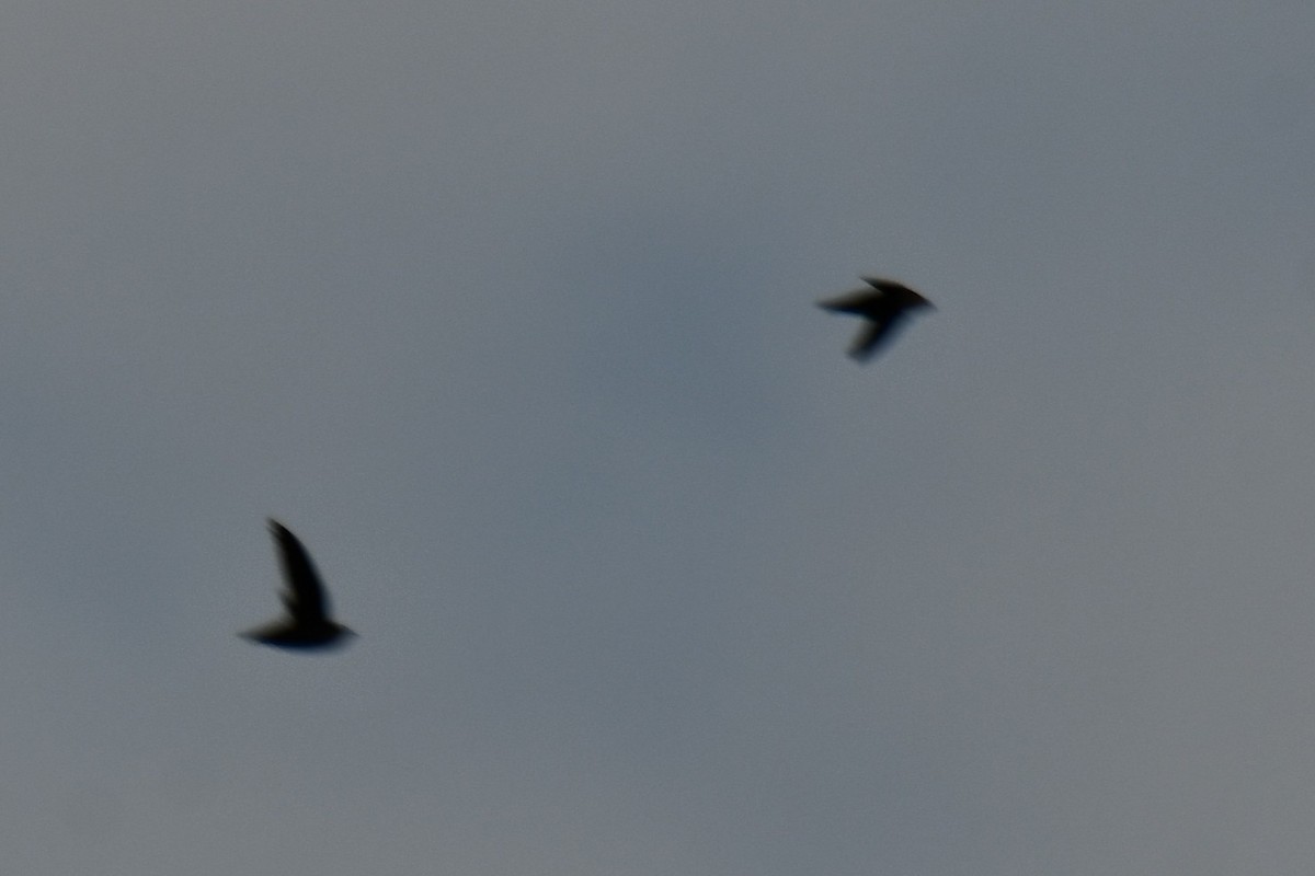 Chimney Swift - ML643234210