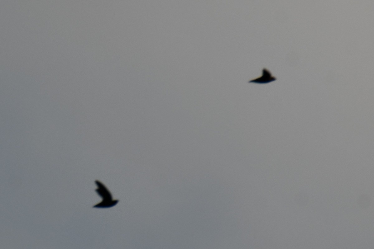 Chimney Swift - ML643234211