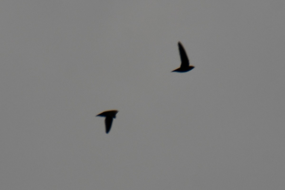Chimney Swift - ML643234213