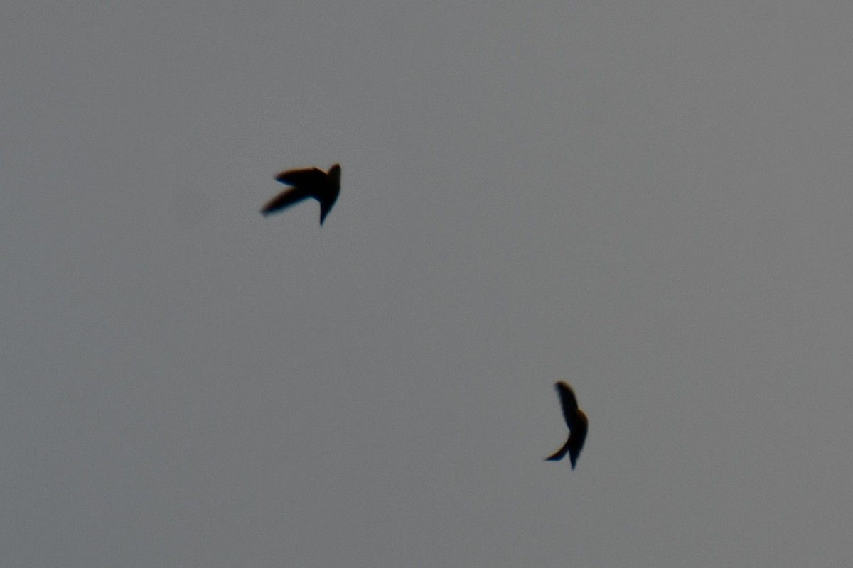 Chimney Swift - ML643234215