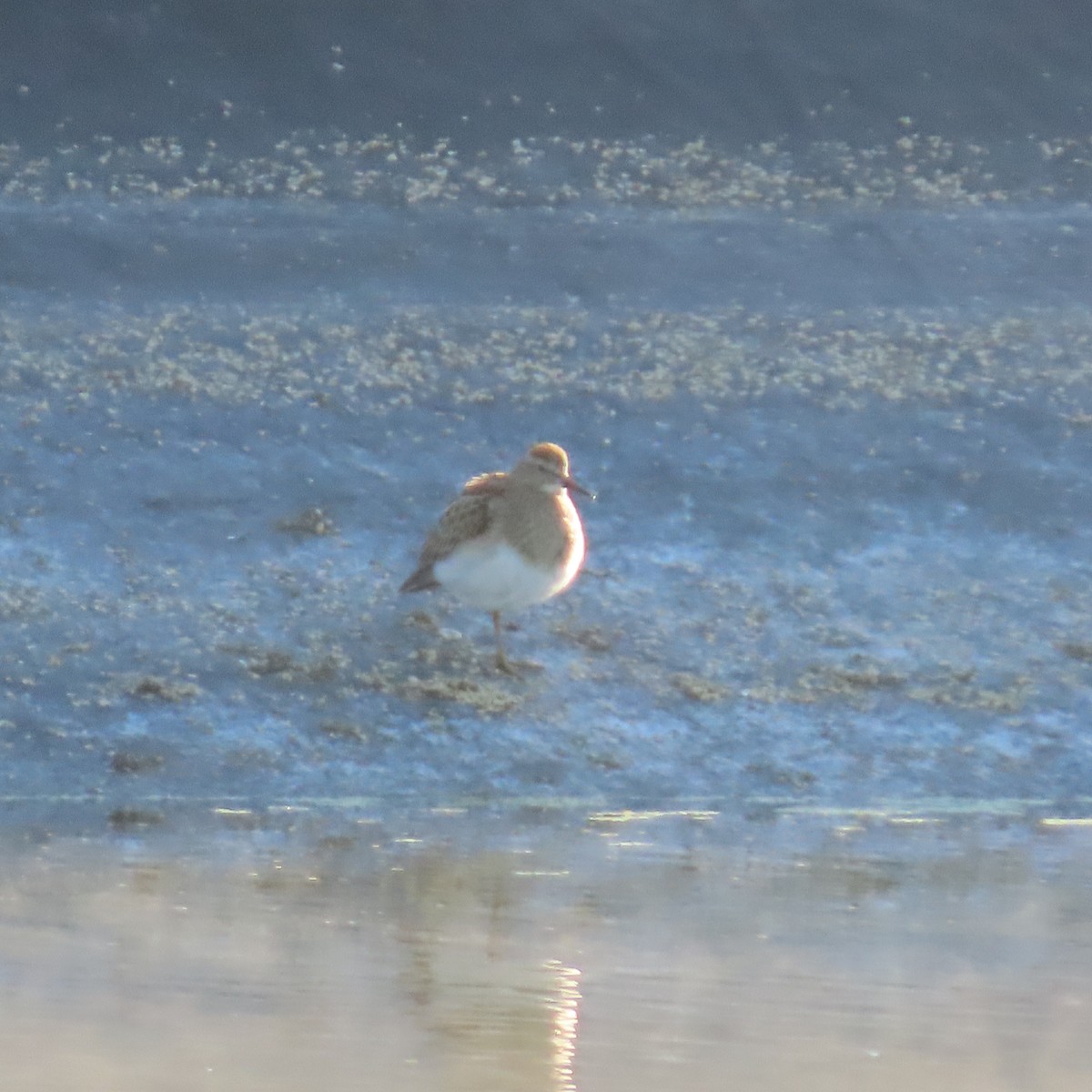 アメリカウズラシギ - ML643234216