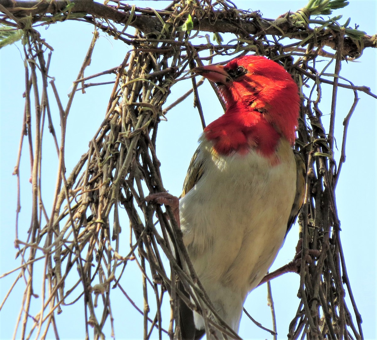 Red-headed Weaver - ML643234224