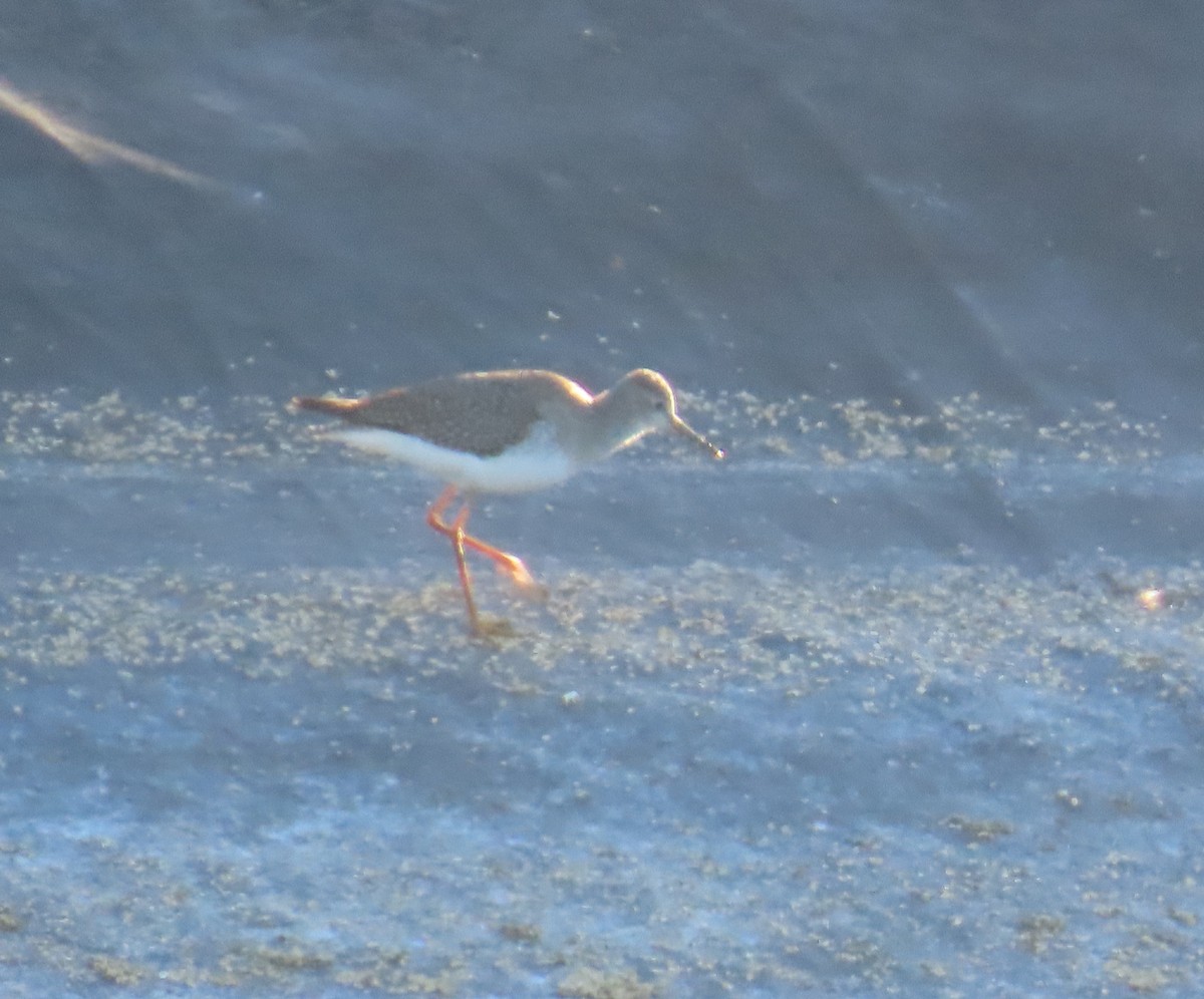 コキアシシギ - ML643234227