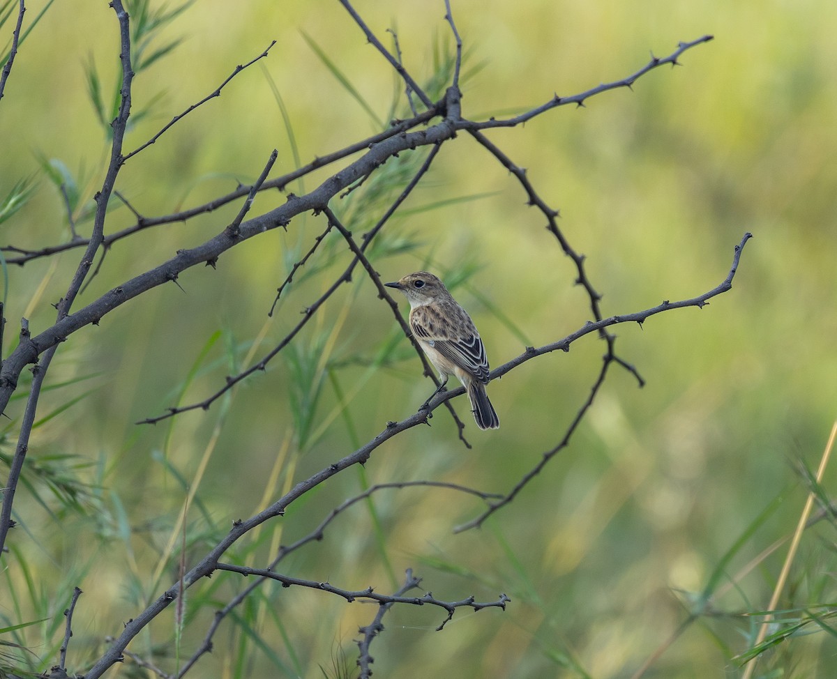 Saltimpalo siberiano - ML643234236