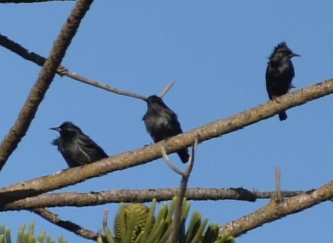 Spotless Starling - ML643234269