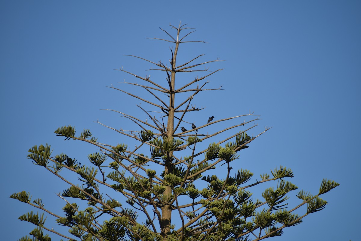 Spotless Starling - ML643234278