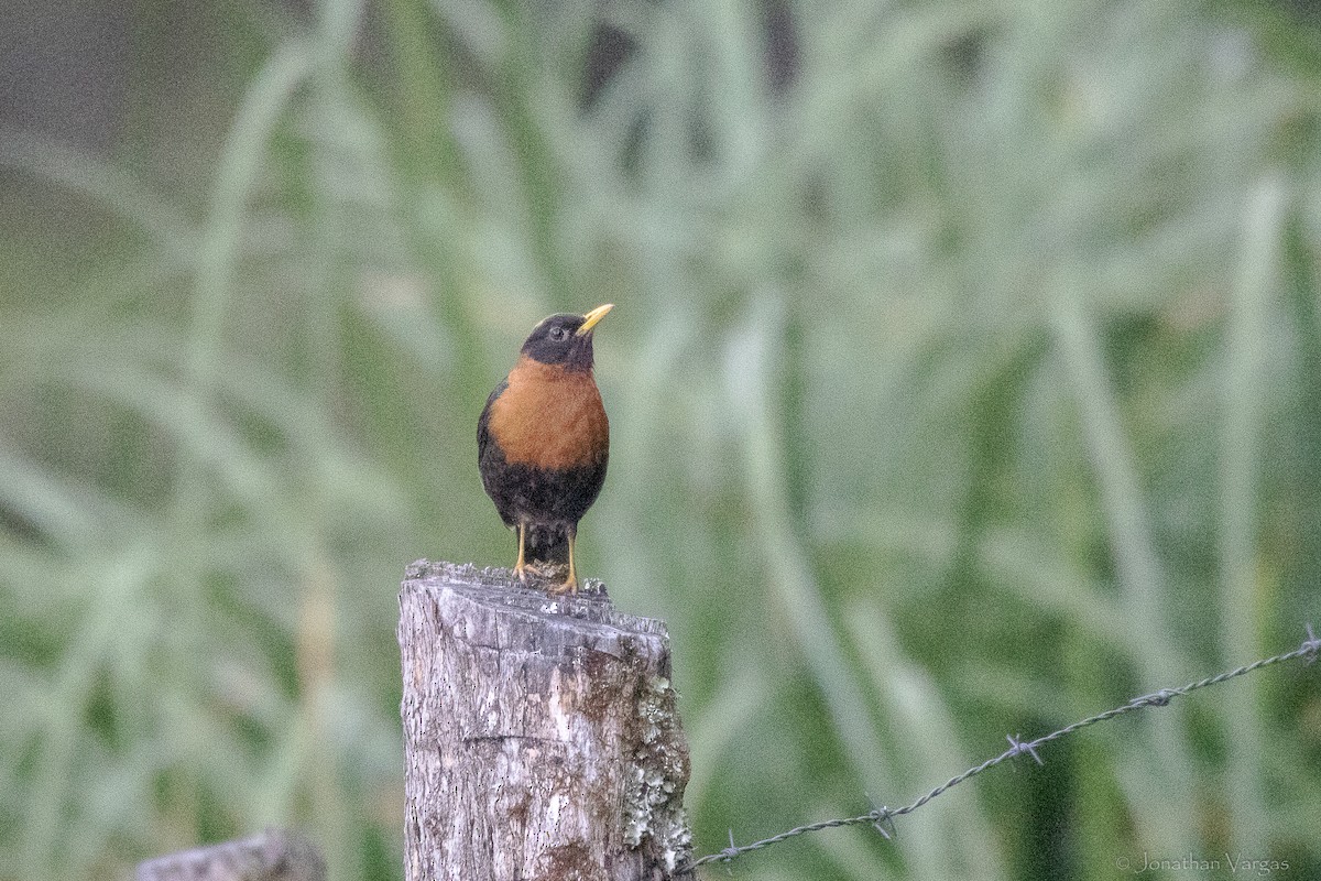 Merle à col roux - ML643234296