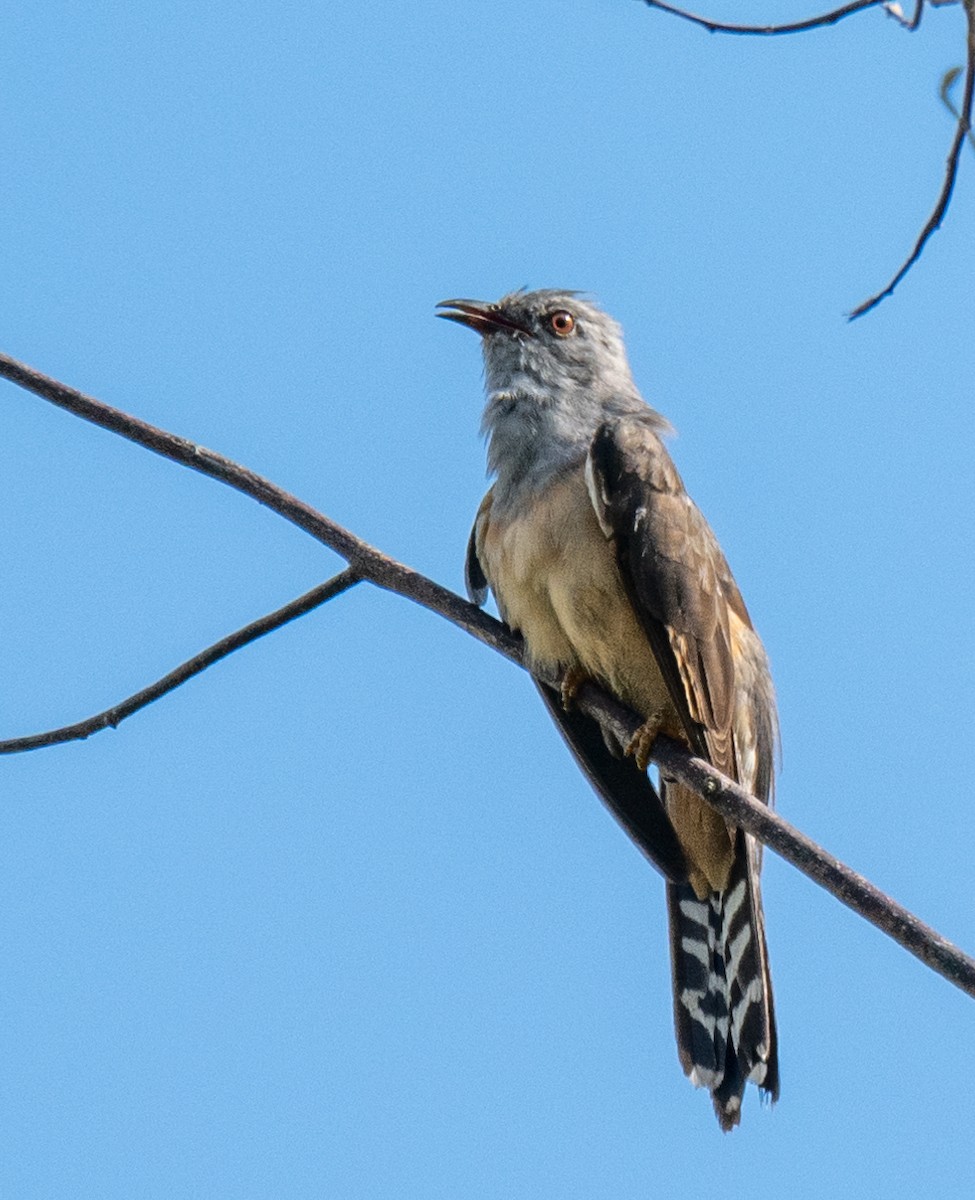 Plaintive Cuckoo - ML643234310