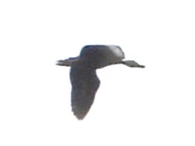Black-bellied Whistling-Duck - ML643234313