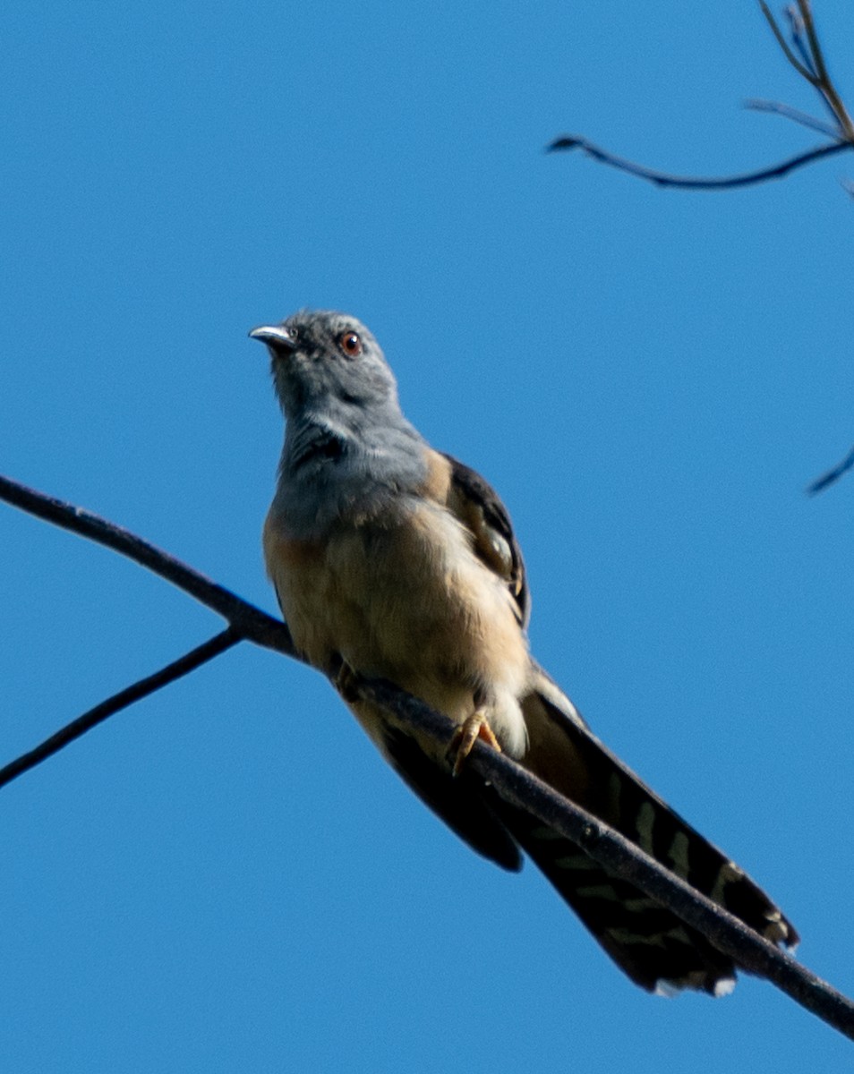 Plaintive Cuckoo - ML643234318