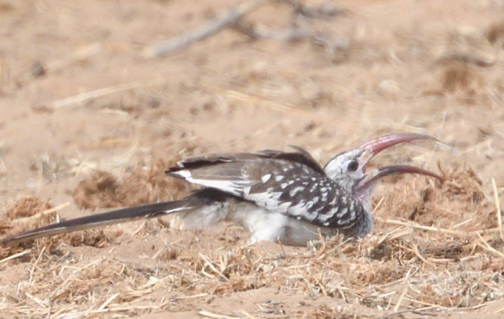 Southern Red-billed Hornbill - ML643234324