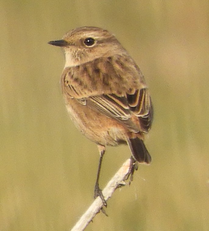 European Stonechat - ML643234328