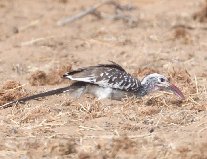 Southern Red-billed Hornbill - ML643234329