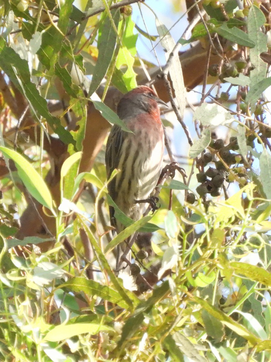 House Finch - ML643234332
