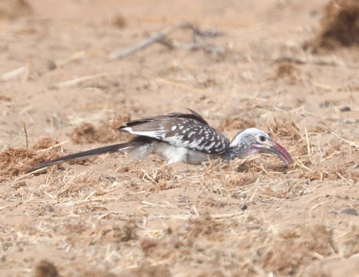 Southern Red-billed Hornbill - ML643234335
