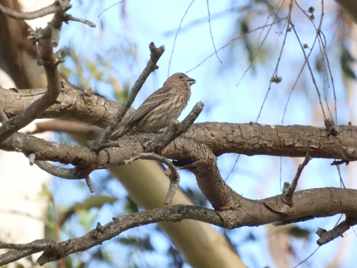 House Finch - ML643234338