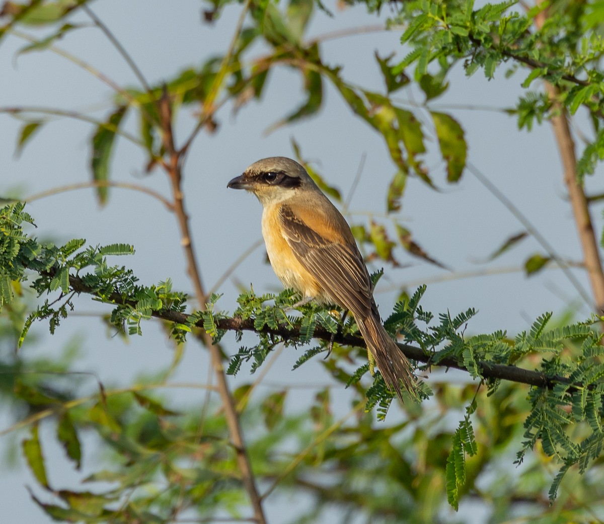 Long-tailed Shrike - ML643234345