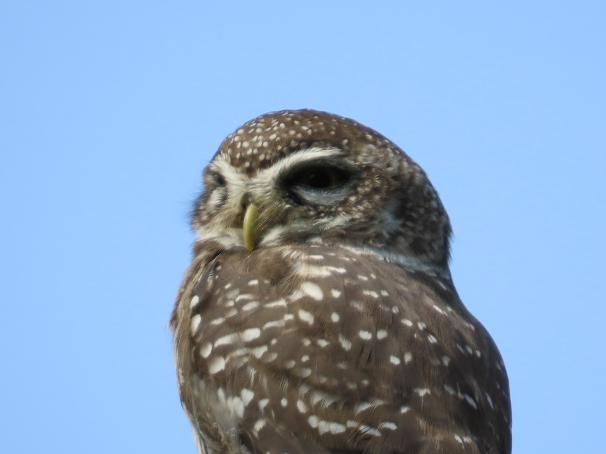 Spotted Owlet - ML643234347
