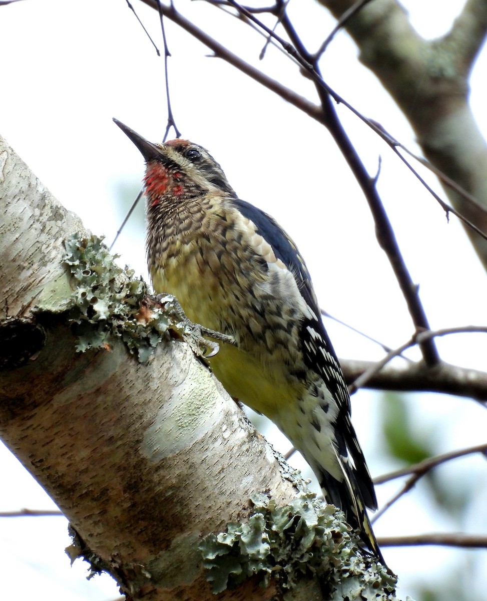 シルスイキツツキ - ML643234355