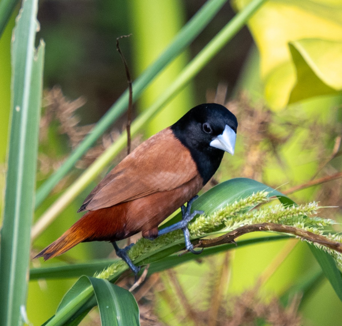 Chestnut Munia - ML643234374