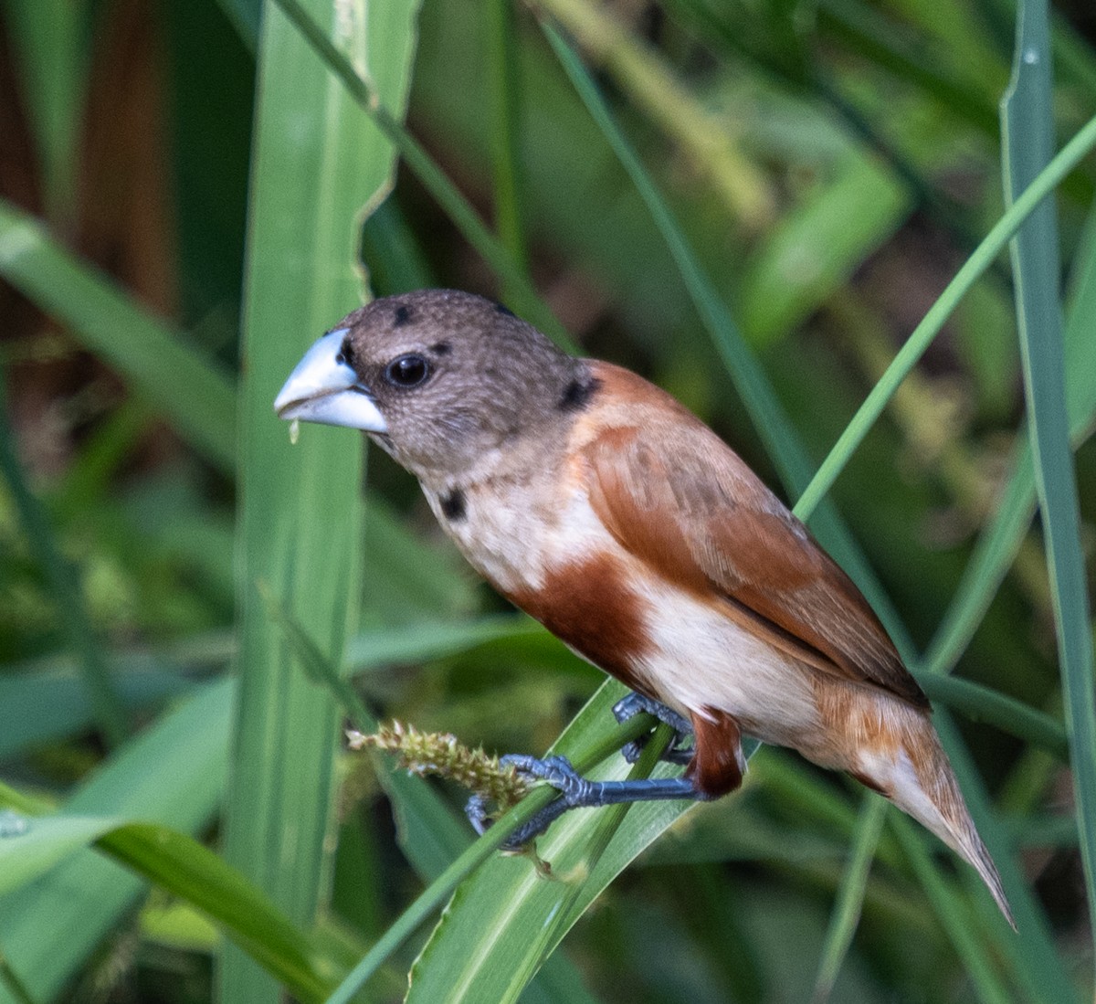 Chestnut Munia - ML643234380