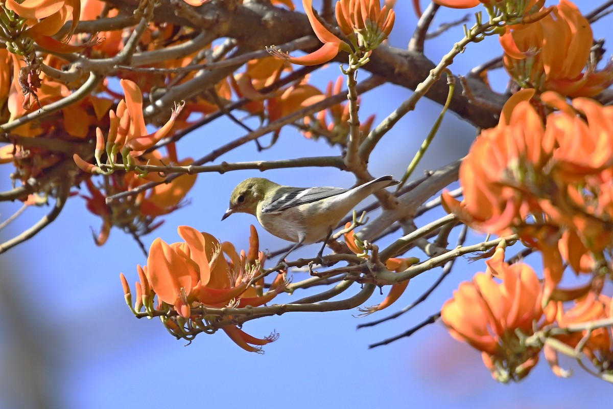 Bay-breasted Warbler - ML643234389