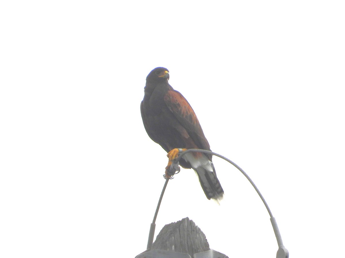 Harris's Hawk - ML643234391